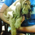 Meet some REAL bloodhounds
